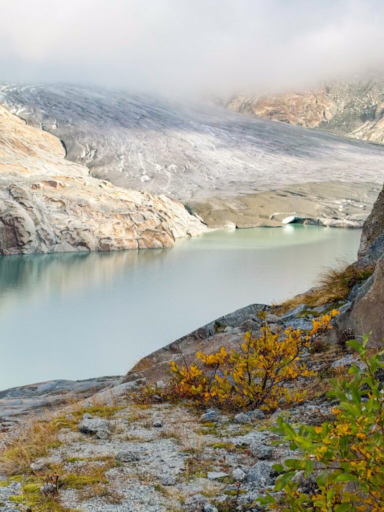 Yellow shrubs in autumn with the Rhône Glacier behind